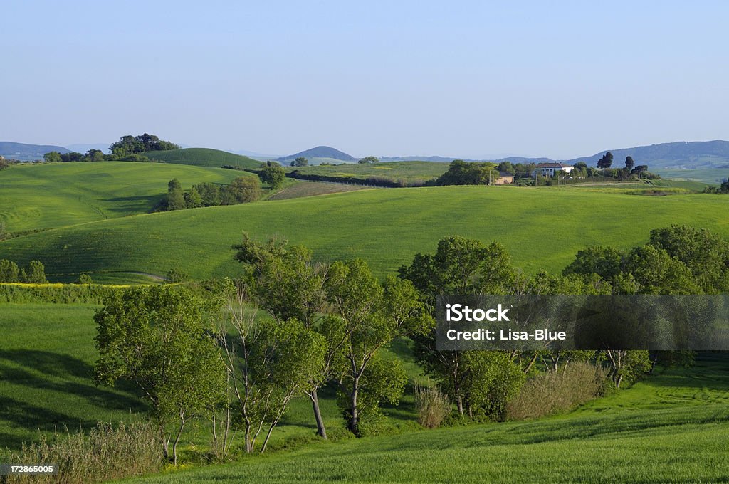 Tuscany Countryside "Green hills near Pisa,Tuscany,Italy." Agricultural Field Stock Photo