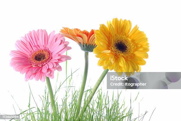 Primavera Daisies - Fotografie stock e altre immagini di Arancione - Arancione, Bellezza naturale, Campo