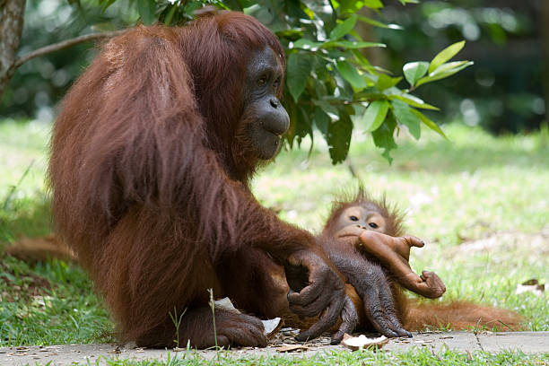 Mãe e bebé - fotografia de stock