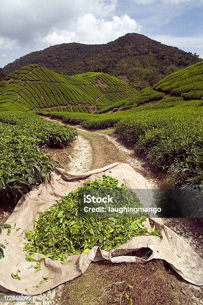 Plantación De Té Cameron Highlands Pahang Malasia Foto de stock y más banco de imágenes de Agricultura - Agricultura, Aire libre, Antioxidante