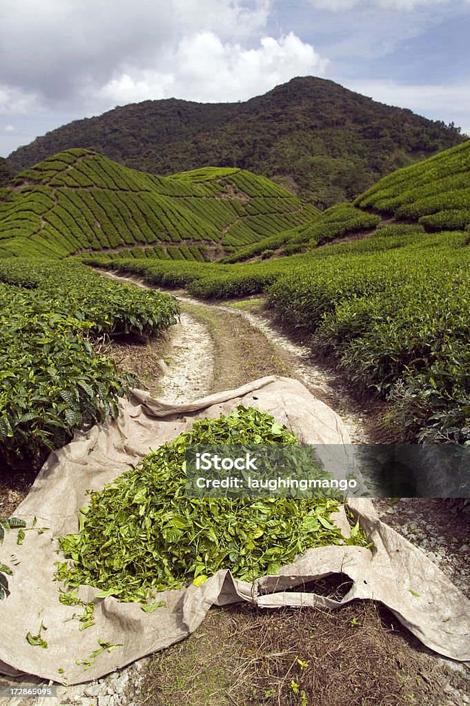 plantation de thé de cameron highlands, pahang, Malaisie - Photo de Agriculture libre de droits