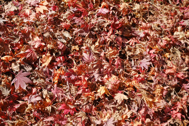 istock Many autumn leaves gather on the ground 1728653757