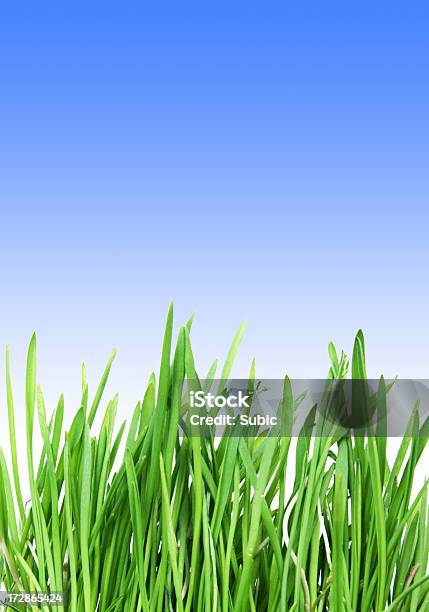 Grass And Sky Stock Photo - Download Image Now - Agricultural Field, Beauty, Beauty In Nature