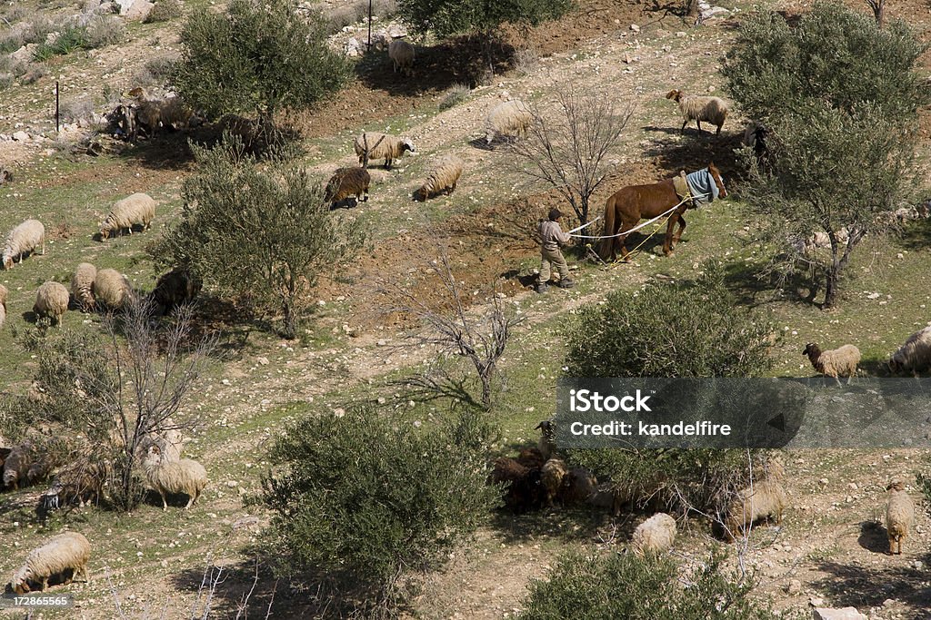 Bedouin Plowing "A Bedouin Farmer plowing his field with sheep grazing nearby in a village near Madaba, Jordan" Agricultural Field Stock Photo