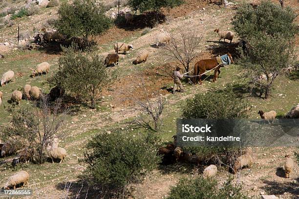 Bedouin Plowing Stock Photo - Download Image Now - Agricultural Field, Horse, Plow