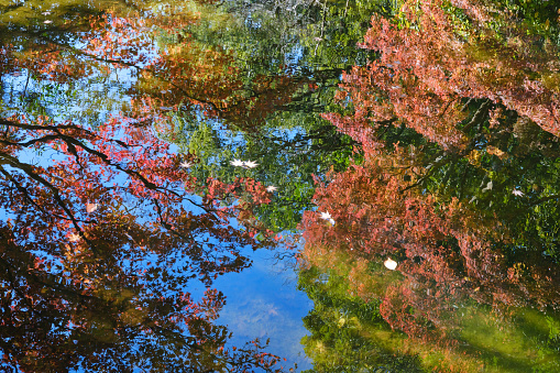 Autumn leaves and floating maple reflected in the pond