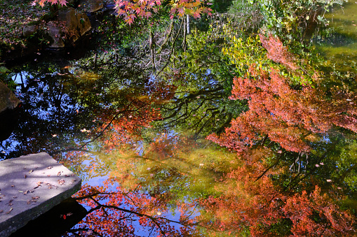 Autumn scenery spreading across the pond at your feet