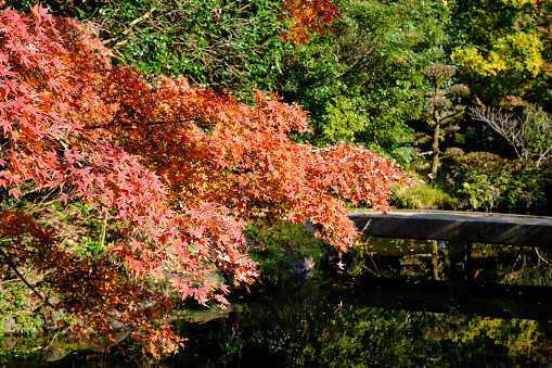 Autumn image landscape in Japan