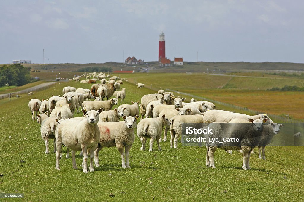 Sheeps na dyke, Texel # 3 XL - Zbiór zdjęć royalty-free (Owca)