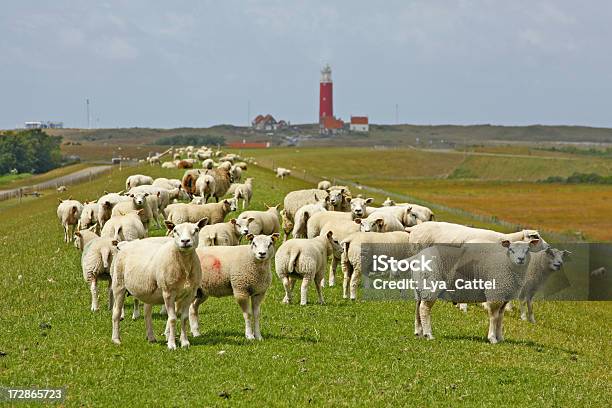 Sheeps Na Dyke Texel 3 Xl - zdjęcia stockowe i więcej obrazów Owca - Owca, Texel, Latarnia morska