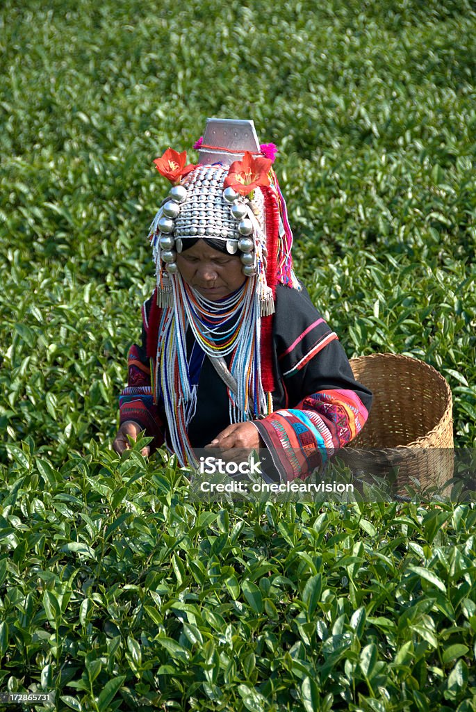 Akha Tea Pickers Akha hill tribe women picking oolong tea in the mountains of northern Thailand, near Mae Salong. Agriculture Stock Photo