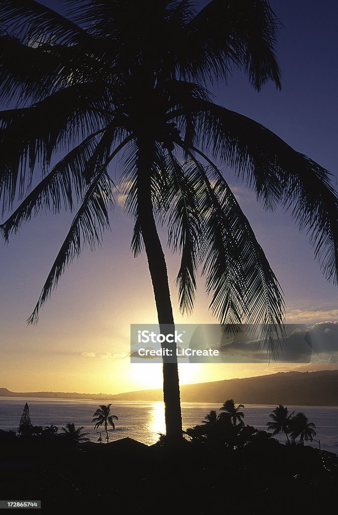 해질녘까지 및 팜형 나무, 오아후, 하와이 - 로열티 프리 0명 스톡 사진