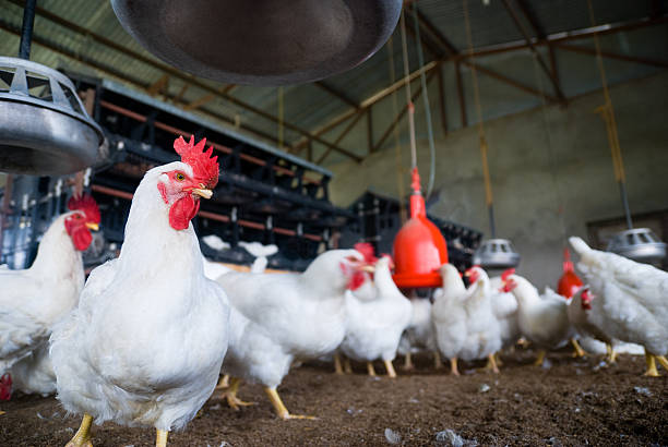 las gallinas en granja de aves de corral - exportaciones avícolas  fotografías e imágenes de stock