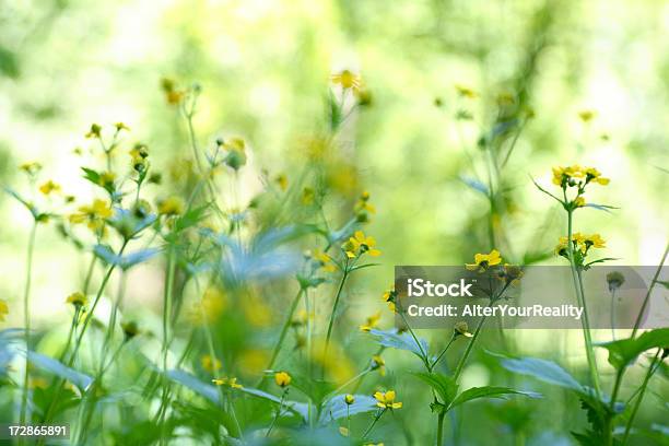 Meadow Serii - zdjęcia stockowe i więcej obrazów Bez ludzi - Bez ludzi, Dekoracja, Flara obiektywu