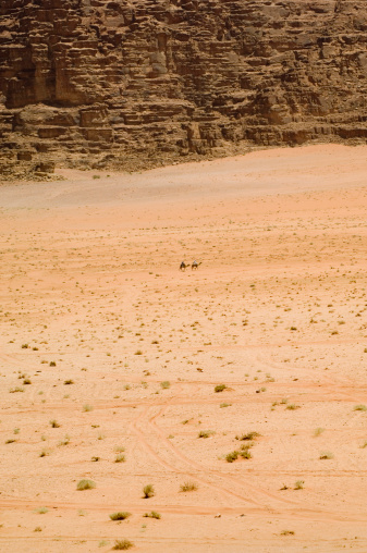 Two camels in the desert of Wadi Rum Jordan