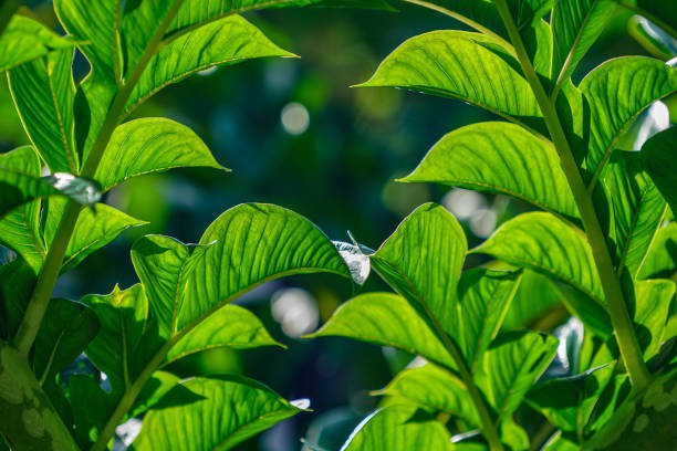 Leaves in Garden