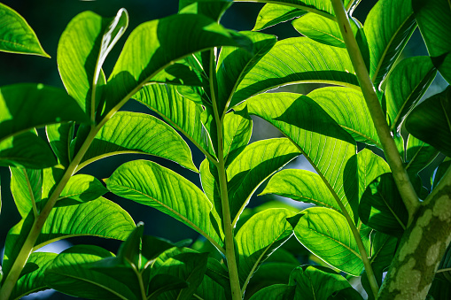 Green leaves of konjac. Leaf leaves of amorphophallus konjac also known as devil's tongue from japan.