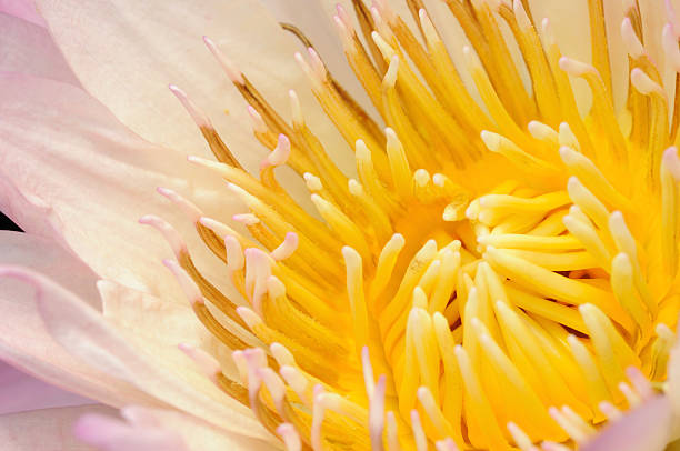 istock Stamen of Pink Water Lily 172865983