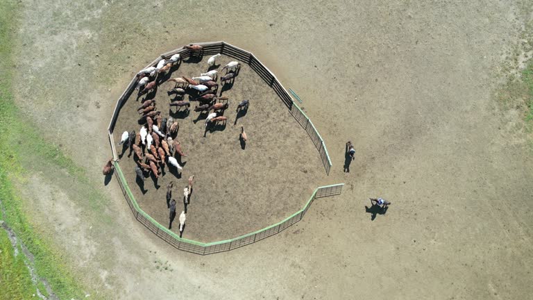 Mongolian Nomad people herding horses out from ranch