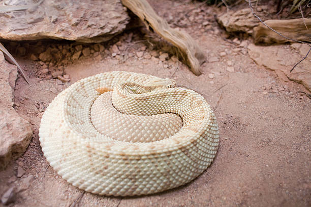 istock Albino Rattlesnake 172866360