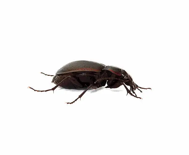 Photo of Beetle Macro Side View