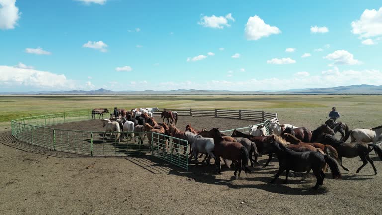 Mongolian Nomad people herding horses out from ranch