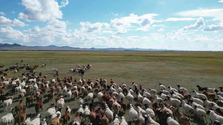 drone point of view flock of sheep in Mongolia pasture