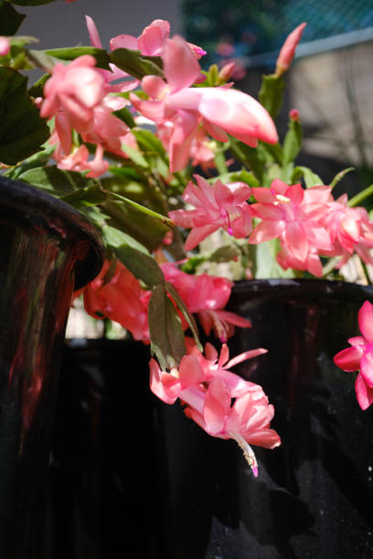 istock Beautiful cactus petals in full bloom 1728665447