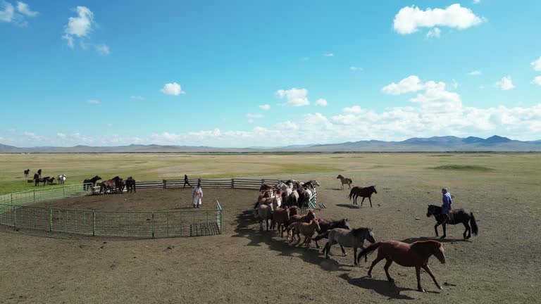 Mongolian Nomad people herding horses out from ranch