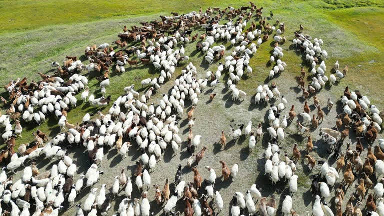 drone point of view flock of sheep in Mongolia pasture