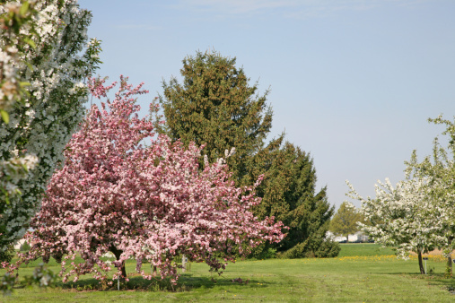 Spring Landscape-1