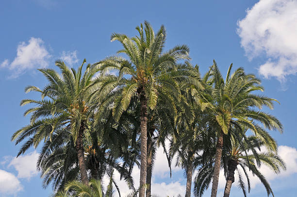 Palm Trees and Puffy White Clouds stock photo