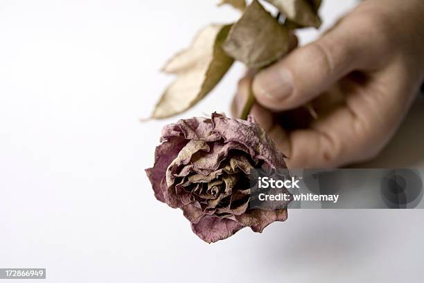 Foto de Amor Perdido e mais fotos de stock de Amor - Amor, Apodrecer, Cabeça da flor