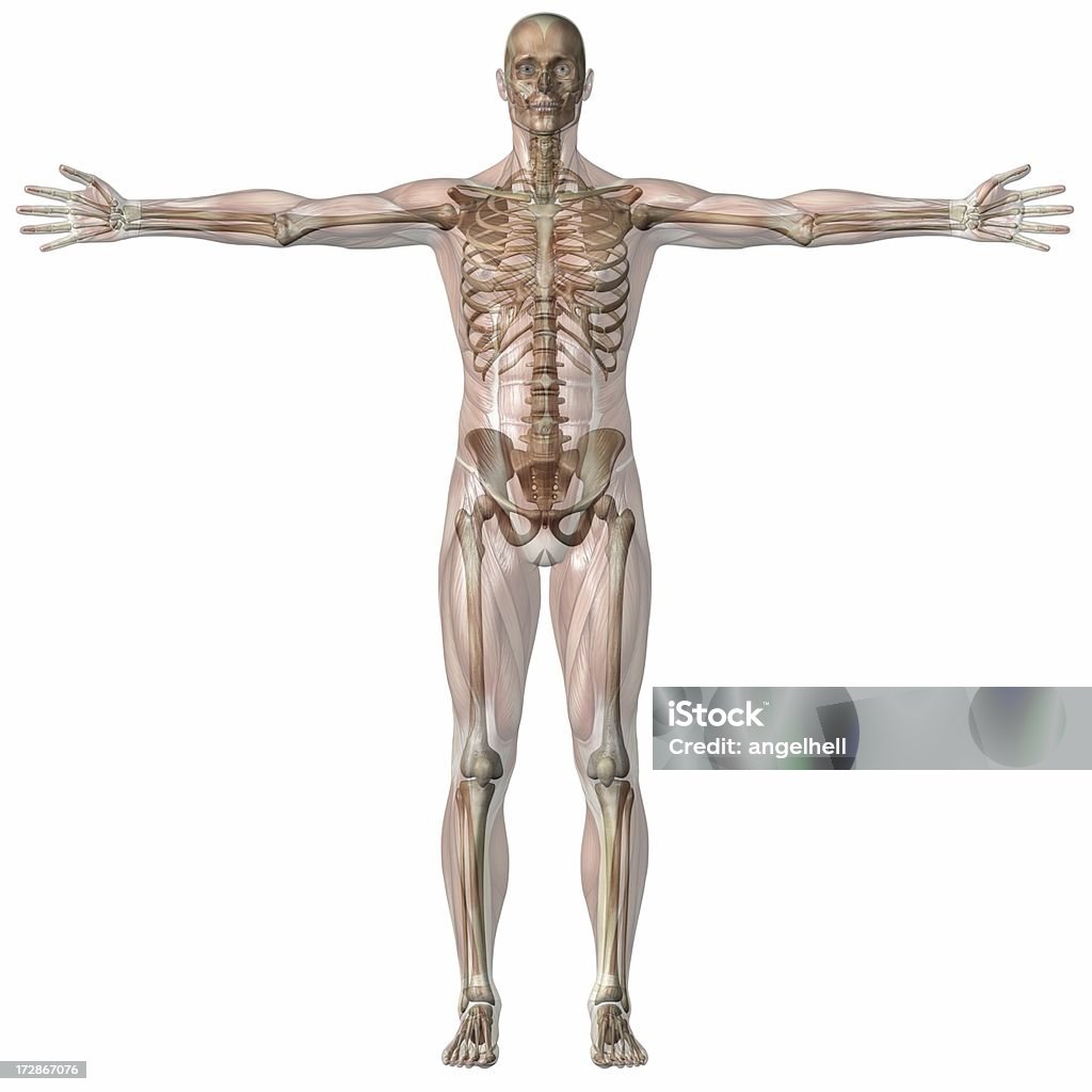인체 선으로나 남자 투명 근육, 스켈레톤 - 로열티 프리 건강 진단 스톡 사진