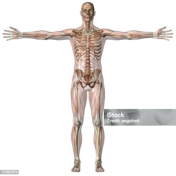 Ludzkie Ciało Z Człowiek Z Mięśni I Szkieletu Przejrzysty - zdjęcia stockowe i więcej obrazów Anatomia człowieka