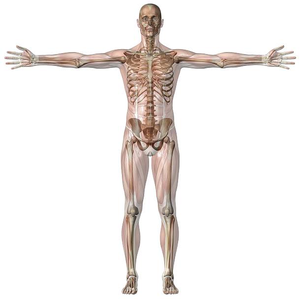 human body of человек с мышц и скелета прозрачный - shirtless human leg male isolated стоковые фото и изображения