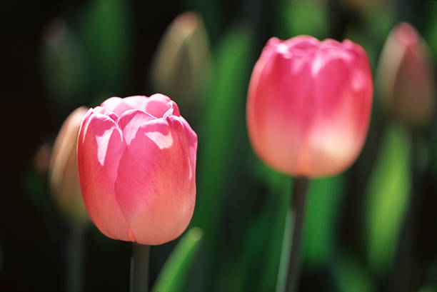 Dois Tulipa-rosa - foto de acervo