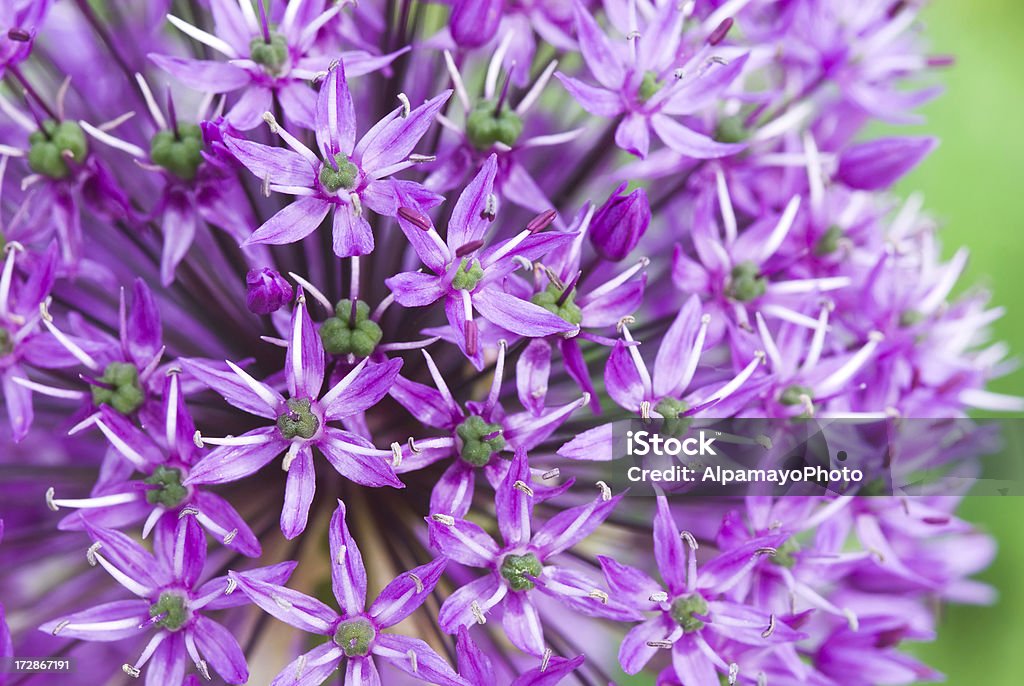 Allium flower head (macro)  Allium Flower Stock Photo