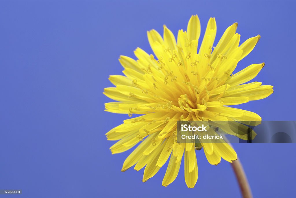 Dente-de-leão em plena floração - Foto de stock de Amarelo royalty-free