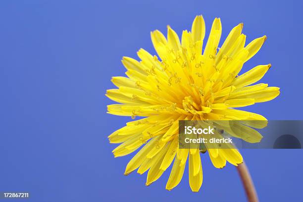 Foto de Dentedeleão Em Plena Floração e mais fotos de stock de Amarelo - Amarelo, Azul, Beleza natural - Natureza