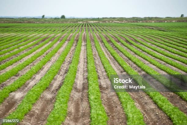 Filas De Cultivo Foto de stock y más banco de imágenes de Agricultura - Agricultura, Aire libre, Alimento