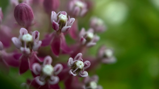 violet flower macro