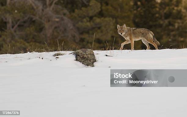 Foto de Coyote e mais fotos de stock de Animal - Animal, Animal selvagem, Coiote - Cão Selvagem