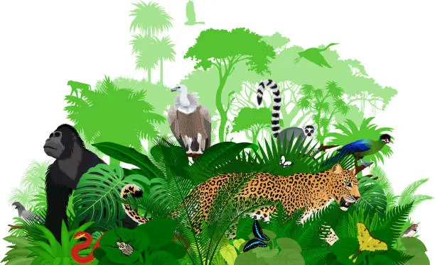 Vector illustration of Vector Africa tropical jungle rainforest illustration with animals.