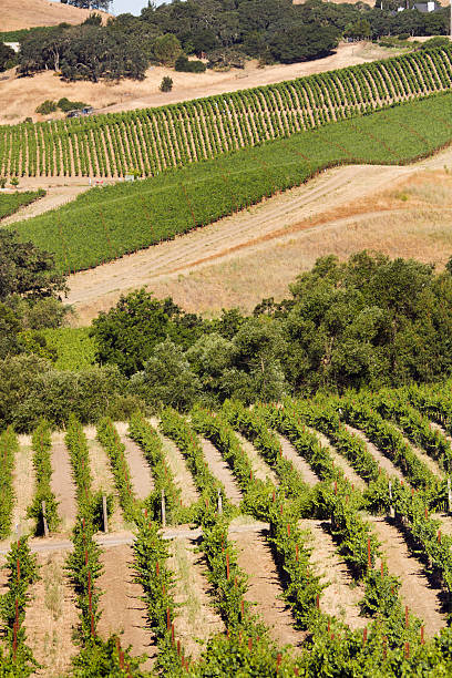 виноград растущие на carneros долина - vineyard california carneros valley hill стоковые фото и изображения