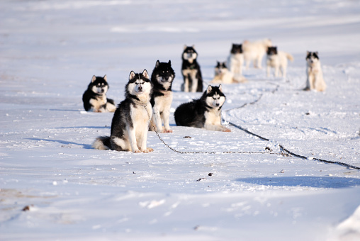 An Inuit dog team on the tundra of Baffin Island.  Dogs are husky breed and they are chained at their dog lot.  Winter snow on the ground.  Good copy space image bottom.