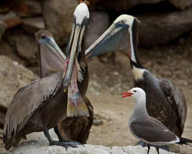 istock Brown Pelican and Heerman's Gull. Mexico 172867899