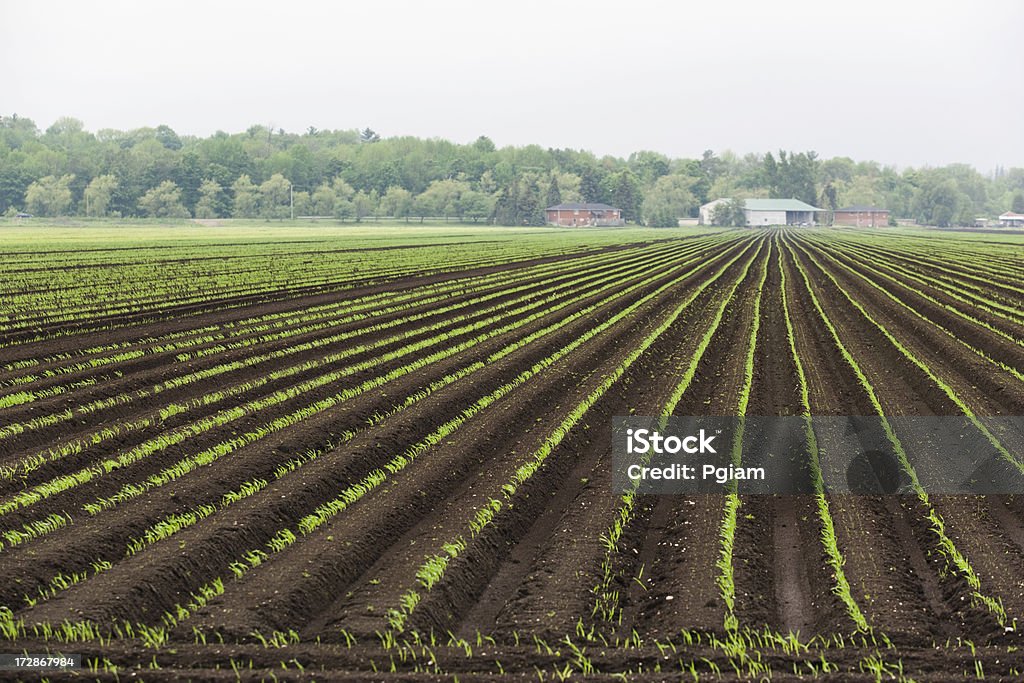 Cultivo de proteaginosas en una granja. - Foto de stock de Abundancia libre de derechos