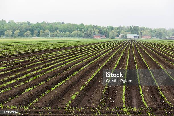 Photo libre de droit de Plantes Qui Poussent Sur Une Ferme banque d'images et plus d'images libres de droit de Agriculture - Agriculture, Aliment, Automne