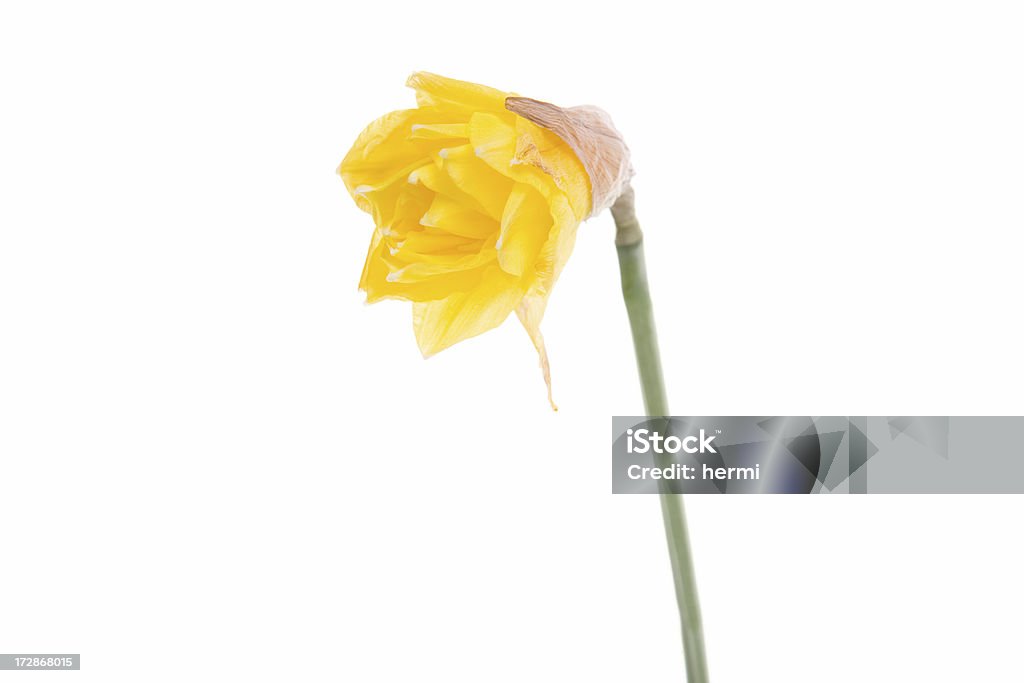 Весна желтый Нарцисс на белом - Стоковые фото Апрель роялти-фри